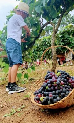 criança colhendo uva quinta do Olivardo