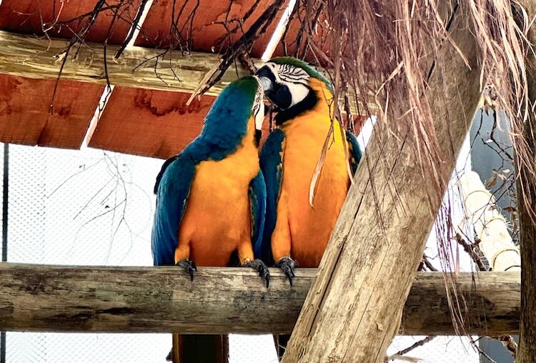 Araras no refugio das aves em aparecida