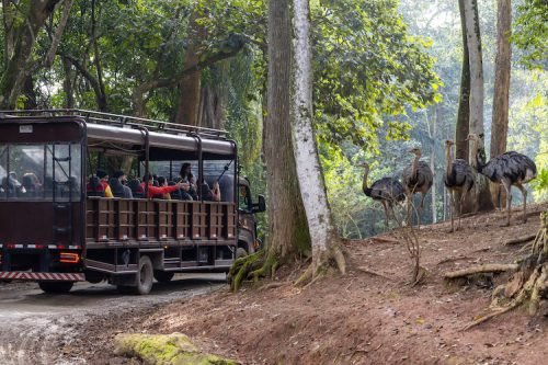 Simba Safari Sao Paulo