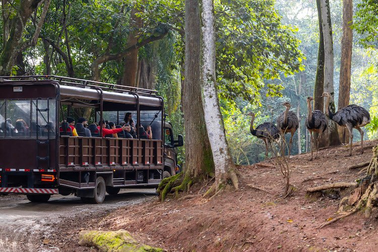 Simba Safari Sao Paulo